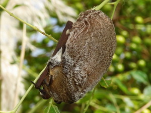 Murciélago escarchado