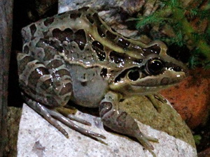 Creole frog