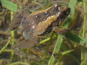 Hensel's swamp frog