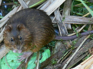 Marsh rat