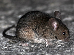 House mouse