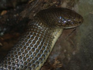 Culebra marrón