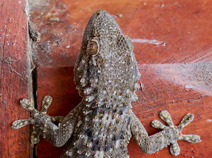 Common Wall Gecko