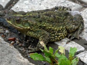 Bella Vista Toad