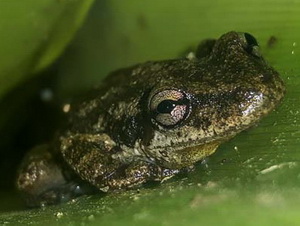 Ranita hocicuda chica