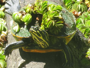 Florida red-bellied turtle/Pseudemys nelsoni