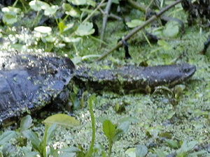 Tortuga cuello de serpiente