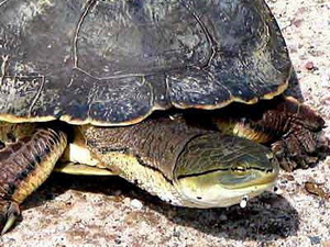 Side-necked Turtle