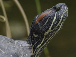 Red-eared Turtle