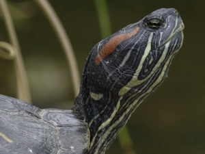 Tortuga de orejas rojas