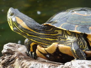 Painted Turtle