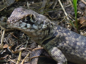 Lagarto trepador chaqueño