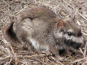 Plains Vizcacha