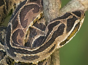 Urutu Pit Viper