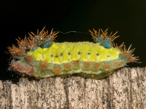 Polilla babosa/Acharia sp.