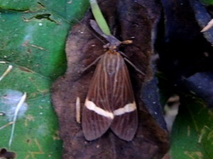 Polilla tigre/Aclytia heber