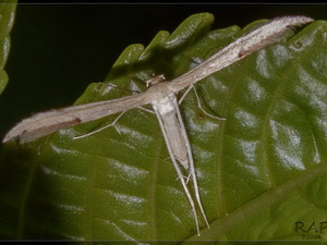 Polilla pluma/Adaina sp.