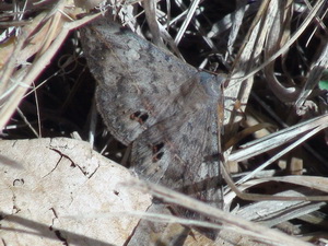 Isoca de las leguminosas/Anticarsia gemmatalis