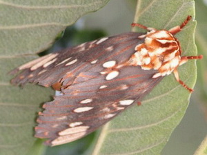 Polilla de la calavera/Citheronia brissotii