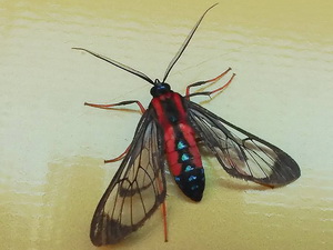 Tiger moth/Cosmosoma auge