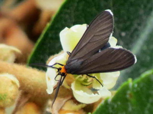 Ctenucha rubriceps