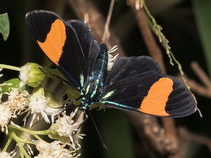 Cyanopepla orbona