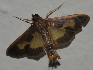 Pickleworm moth/Diaphania nitidalis