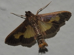 Polilla de las calabazas/Diaphania nitidalis