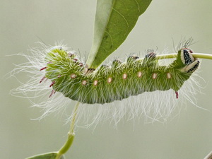 Polilla imperial/Eacles imperialis opaca