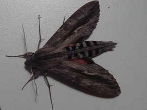 Ello sphinx moth/Erinnyis ello
