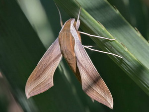 Tersa sphinx/Xylophanes tersa