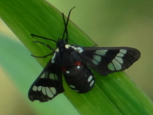 Tiger moth/Eurata hermione