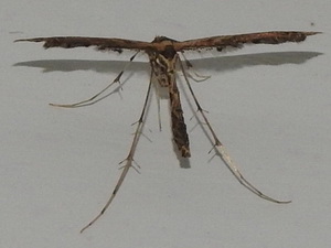 Plume moths-Family Pterophoridae