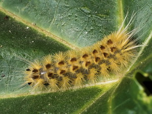 Polillas tigre-Familia Erebidae