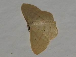 Geometrid moths-Family Geometridae