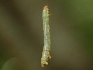 Polillas geómetras-Familia Geometridae