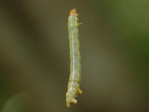 Family Geometridae