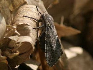 Hypercompe indecisa