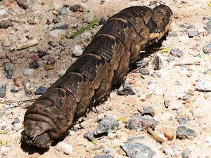 Gusano de la parra/Eumorpha labruscae