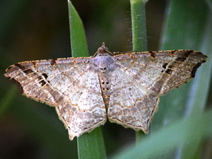 Polilla geómetra/Macaria sp.