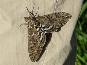 Polilla del cuerno del tabaco/Manduca sexta