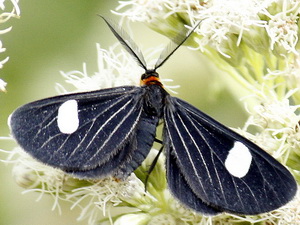 Melanchroia aterea