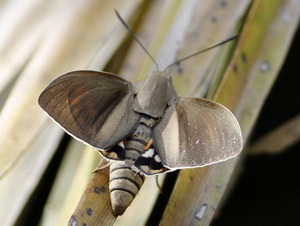 Southamerican palm borer/Paysandisia archon