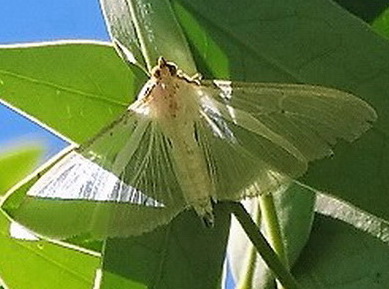 Polilla cuatro puntos/Palpita quadristigmalis