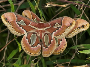 Polilla de las chilcas/Rothschildia jacobaeae