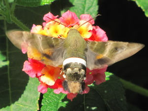 White-banded day sphinx/Aellopos titan