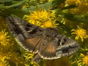 Lagarta del girasol/Rachiplusia nu