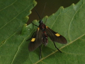 Rhynchopyga meisteri