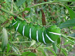 Oruga de las chilcas/Rothschildia jacobaeae