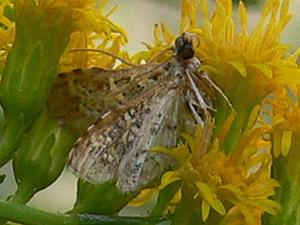 Crambid snout moth/Samea sp.